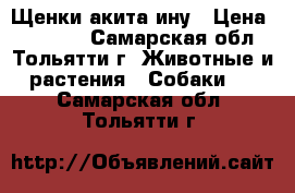  Щенки акита ину › Цена ­ 40 000 - Самарская обл., Тольятти г. Животные и растения » Собаки   . Самарская обл.,Тольятти г.